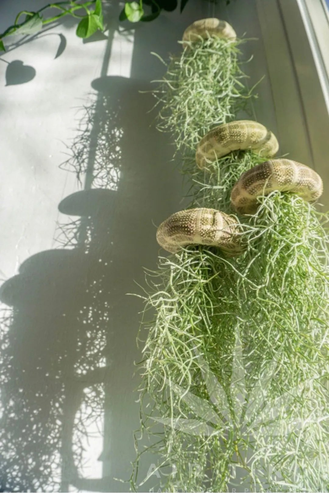 SeaWhimsy™ — Instantly Transport Your Space to a Soothing Coastal Sanctuary