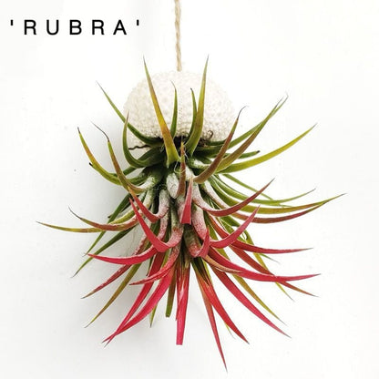 SeaWhimsy™ — Instantly Transport Your Space to a Soothing Coastal Sanctuary