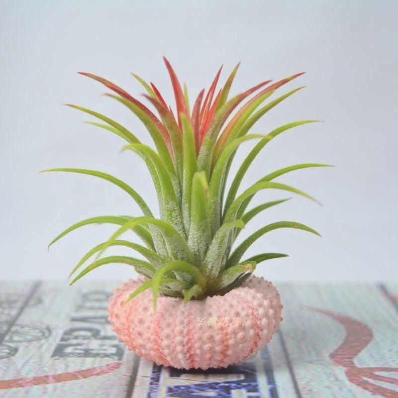 SeaWhimsy™ — Instantly Transport Your Space to a Soothing Coastal Sanctuary