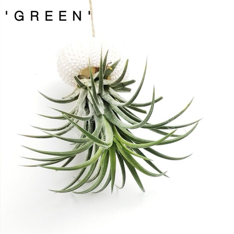 SeaWhimsy™ — Instantly Transport Your Space to a Soothing Coastal Sanctuary