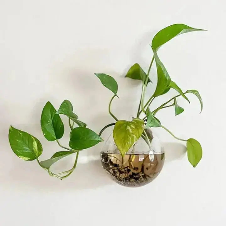 ViraLuxe™ — Elevate Your Space with Living Art That Breathes Calm and Style