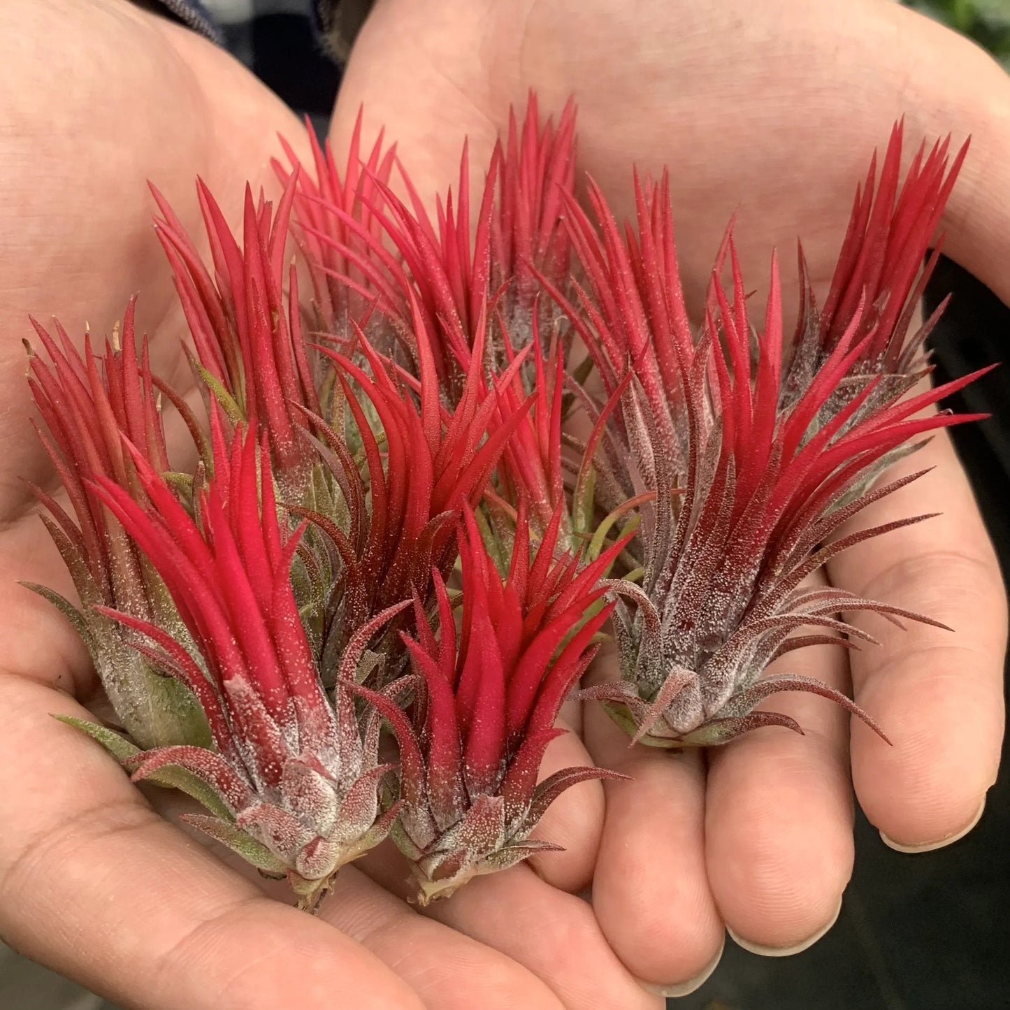 SeaWhimsy™ — Instantly Transport Your Space to a Soothing Coastal Sanctuary