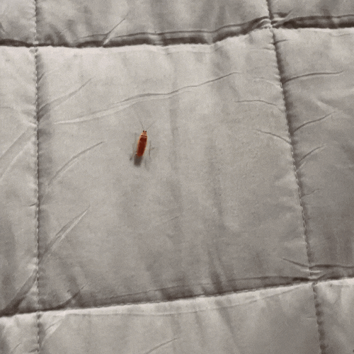 SnapTrap Pro — End Bug Battles Fast for a Calm, Safe Home