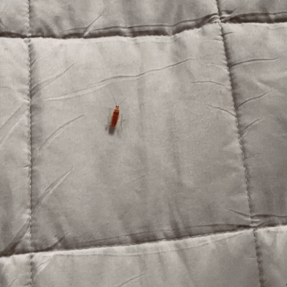 SnapTrap Pro — End Bug Battles Fast for a Calm, Safe Home