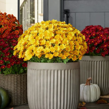 GlowThorn Gardens — Ignite Your Outdoors with Effortless, Stunning Autumn Radiance