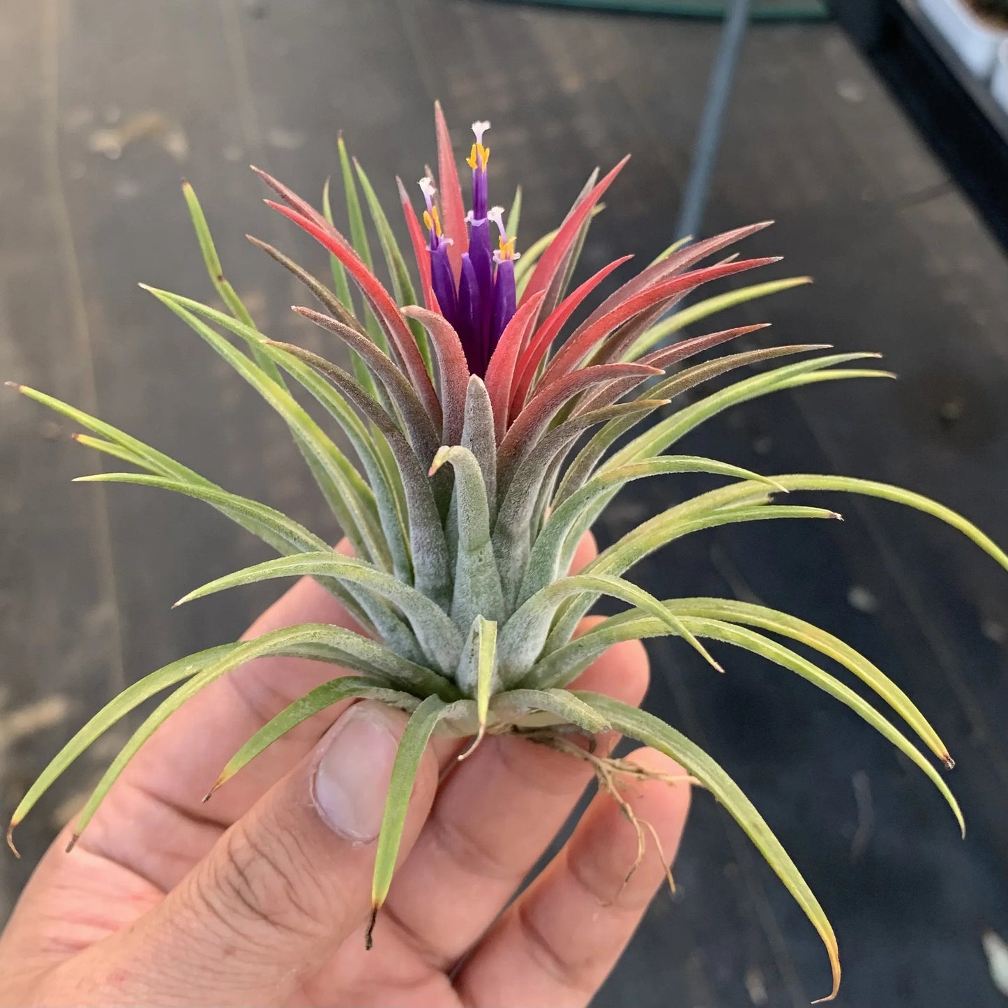 SeaWhimsy™ — Instantly Transport Your Space to a Soothing Coastal Sanctuary