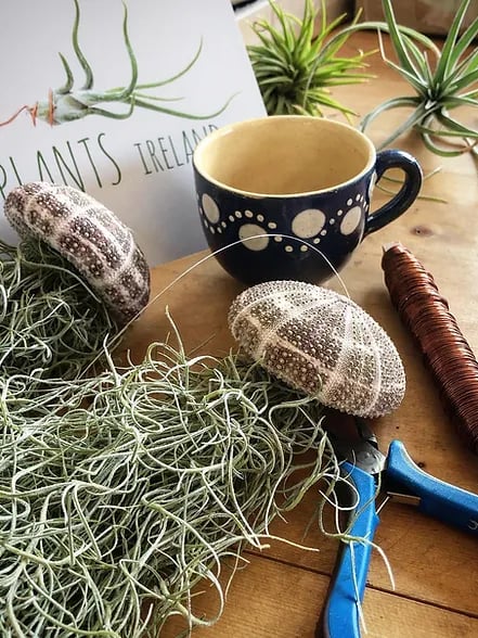 SeaWhimsy™ — Instantly Transport Your Space to a Soothing Coastal Sanctuary