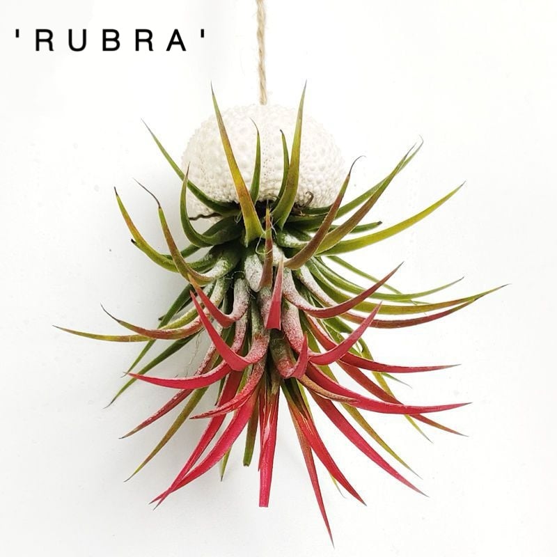 SeaWhimsy™ — Instantly Transport Your Space to a Soothing Coastal Sanctuary