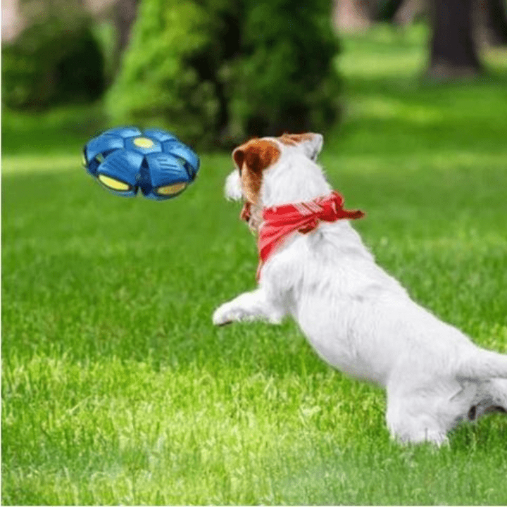 SkyPounce — Ignite Your Dog’s Joy and Energy with Unstoppable Play (1+1 free)