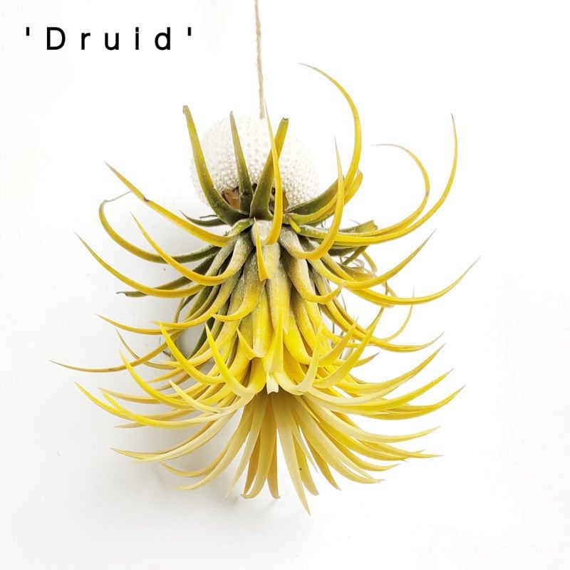 SeaWhimsy™ — Instantly Transport Your Space to a Soothing Coastal Sanctuary