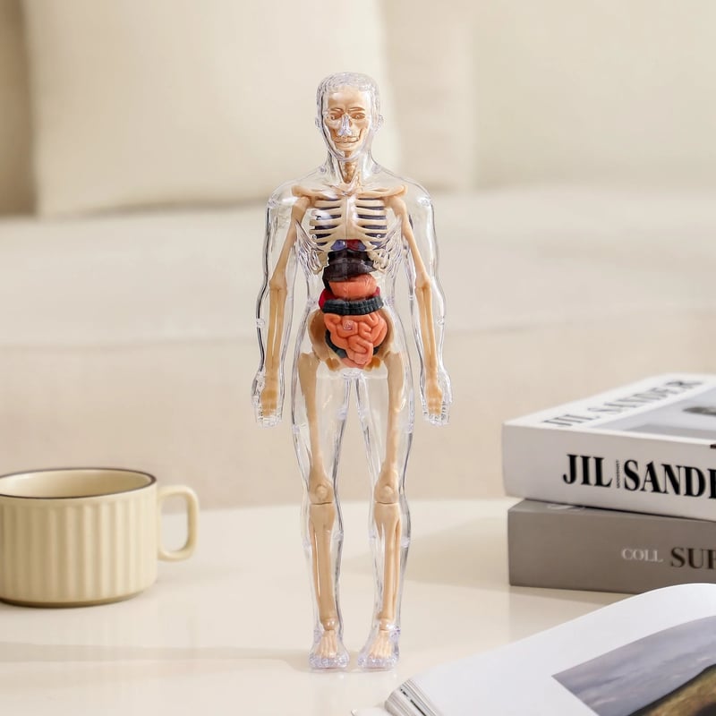 BodyVision 3D — Unlock Mind-Blowing Mastery by Seeing Anatomy Like Never Before