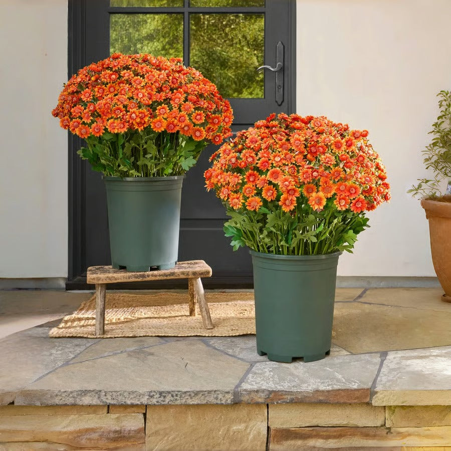GlowThorn Gardens — Ignite Your Outdoors with Effortless, Stunning Autumn Radiance