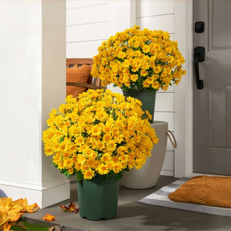 GlowThorn Gardens — Ignite Your Outdoors with Effortless, Stunning Autumn Radiance